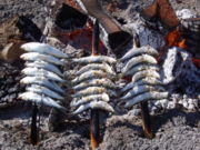 Grilled sardines