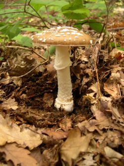 The Panther cap (Amanita pantherina), a toxic mushroom