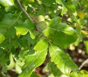 A hybrid white oak, possibly Quercus stellata � Q. muhlenbergii