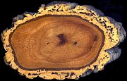 A section of the trunk of a cork oak, Quercus suber