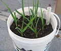 Garlic growing in a container