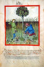 Harvesting garlic, from Tacuinum sanitatis, 15th century (Biblioth�que nationale)