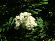 Rowan flowers