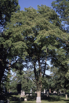 Mature Slippery Elm