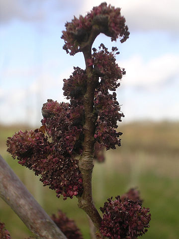 Image:Columella flowers.jpg