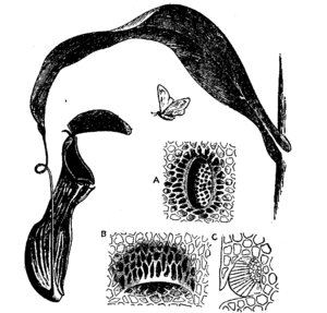 Pitcher of Nepenthes distillatoria. A:  Honey-gland from attractive surface of lid. B: Digestive gland from interior of pitcher, in pocket-like depression of epidermis, opening downwards. C: Traverse section same.