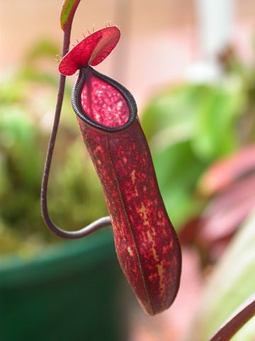 Image:Nepenthes muluensis.jpg