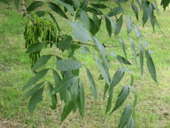 European Ash (Fraxinus excelsior)