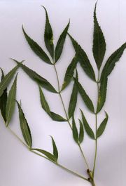 Narrow-leafed Ash (Fraxinus angustifolia) shoot with leaves