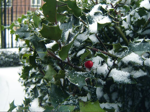 Image:Holly in Winter.jpg