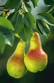 European Pear branch with fruit