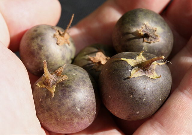 Image:Potato fruits.jpg