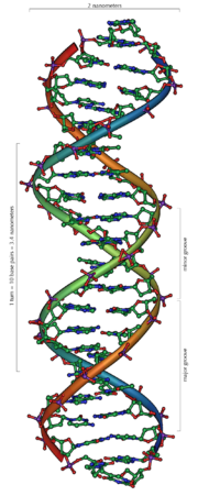 A section of DNA