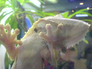 Gecko climbing glass using its natural set�