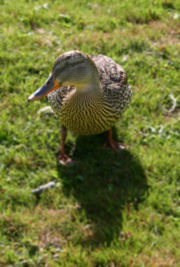 A female mallard duck