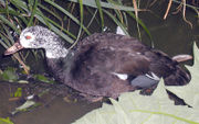 The rare White-winged Wood Duck, a species of unclear affiliation.