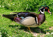 Wood Duck Aix sponsa