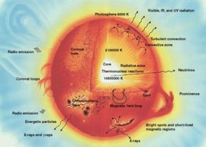 Cross-section of a solar-type star. (NASA)