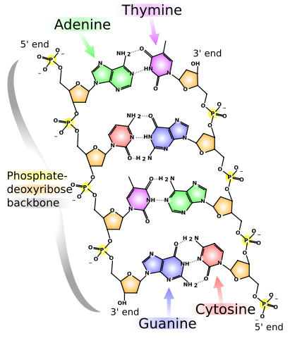 Image:DNA chemical structure.svg