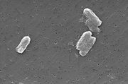 Citrobacter species can have concentrations of uranium in their bodies 300 times higher than in the surrounding environment.