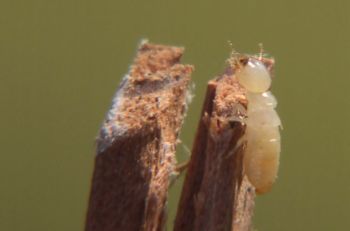 Worker termite