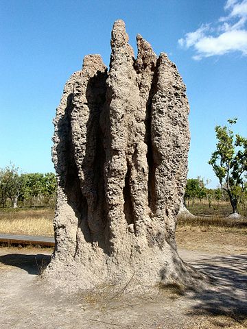 Image:Termite Cathedral DSC03570.jpg