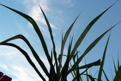 Sugar cane residue can be used as a biofuel