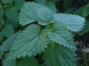 Nettle contains up to 80 parts per million of titanium