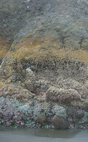 A rock, seen at low water, exhibiting typical intertidal zonation.