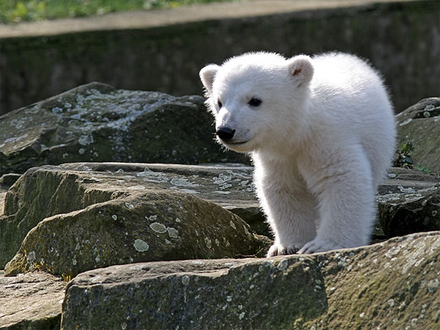 Image:Knut IMG 8095.jpg