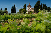 EU farms are supported by the CAP, the largest budgetary expenditure (Vinyard in Spain).