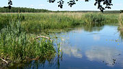 The Commission is trying to protect the Rospuda valley in Poland