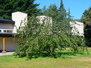 A reputed descendant of Newton's apple tree, found in the Instituto Balseiro library garden.