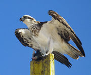 Australasian Osprey