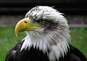 Bald Eagle at Combe Martin Wildlife and Dinosaur Park, North Devon, England