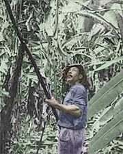 Bananera, Guatemalan worker trims leaves from abac� plant.