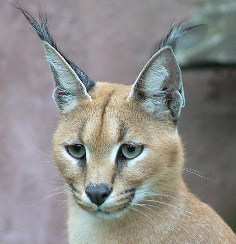 Image:Caracal001.jpg