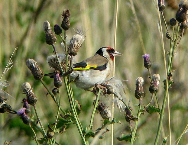 Image:Carduelis carduelis2.jpg