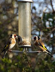 On a birdfeeder