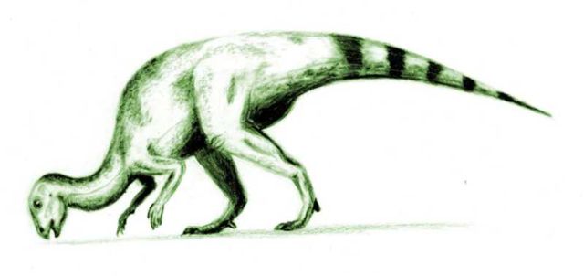 Image:Hypsilophodon.jpg