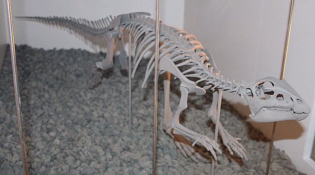 Image:Hypsilophodon Melb Museum email.jpg