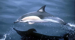 Common Dolphin