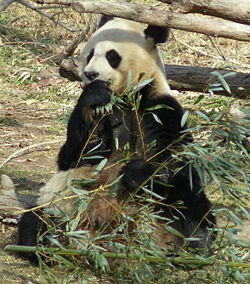 Panda at National Zoo in Washington, D.C.