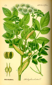 Wild Angelica (Angelica sylvestris) from Thom�, Flora von Deutschland, �sterreich und der Schweiz 1885