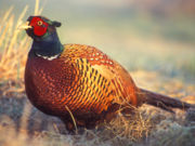 Adult male of hybrid stock, PolandNote thin white neck-band due to a ring-necked subspecies' contribution to hybrid gene pool