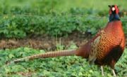 Caucaus Pheasant-type male