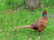 Hybrid male in Europe, intermediate between Mongolian Ringneck and Caucasus group phenotype.