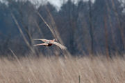 A startled male makes a dash for cover