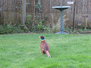 Introduced birds sometimes forage in gardens