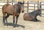 When horses lie down to sleep, others in the herd remain standing, awake or in a light doze, in order to keep watch.